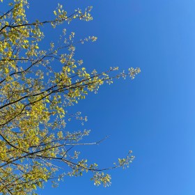 New green oak leaves on branches with a clear blue spring sky behind them