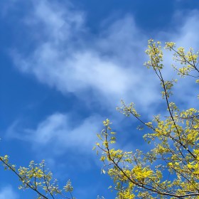 Wisps of clouds in a blue sky with new green leaves on an oak tree in spring