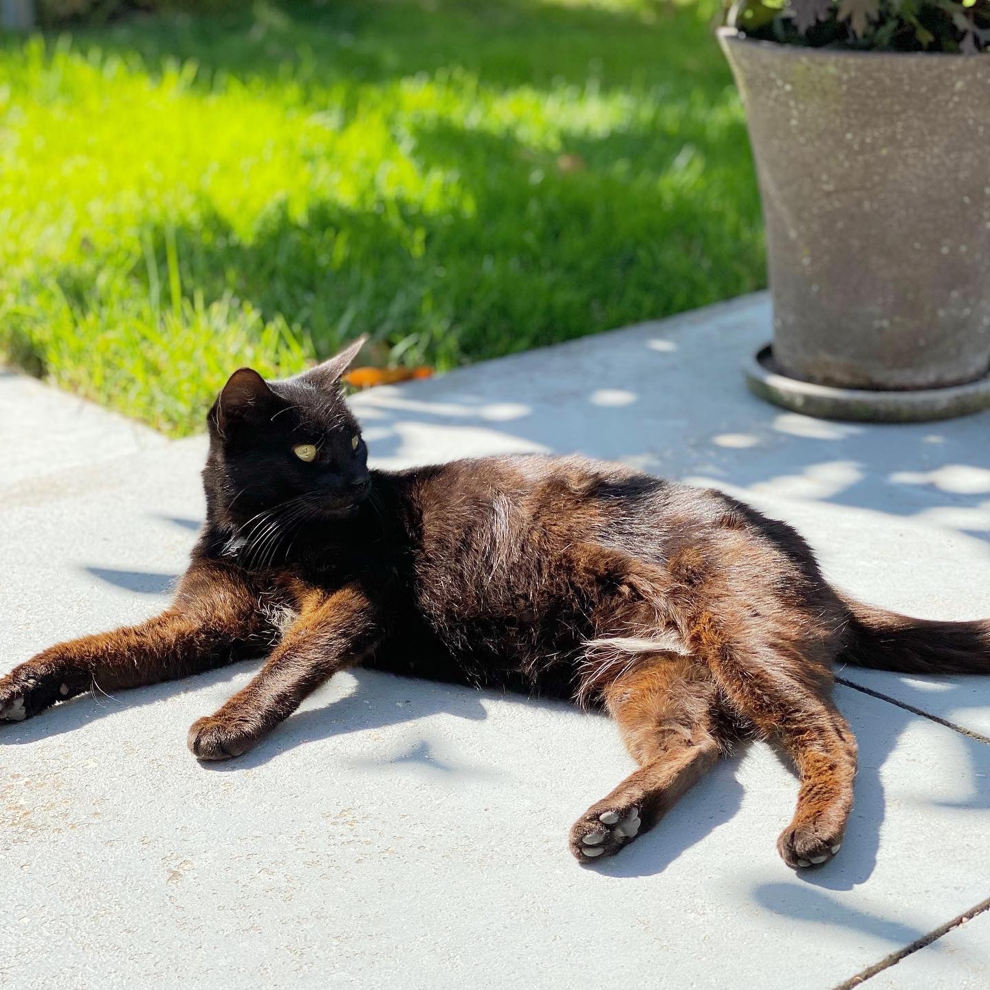 Star, the black cat, lies down on the pavement near me