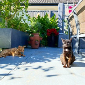 Jack, the ginger cat, looks at Star, the black cat, who is smiling while both are on the patio