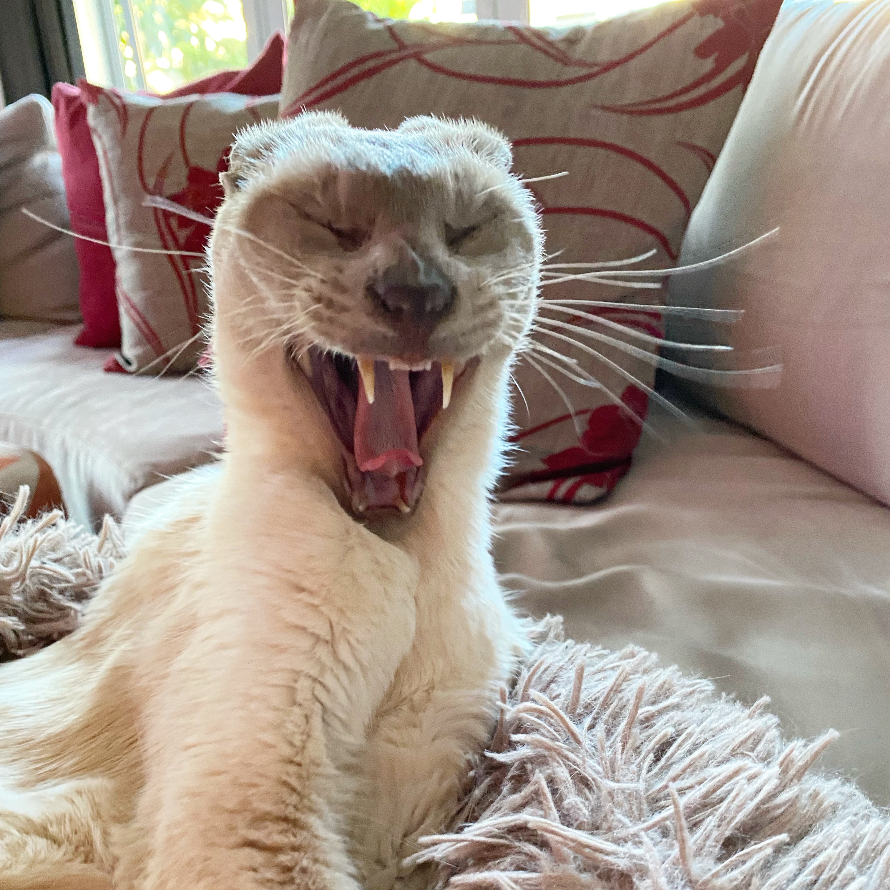Sissy, the lilac point Tonkinese, takes a big yawn