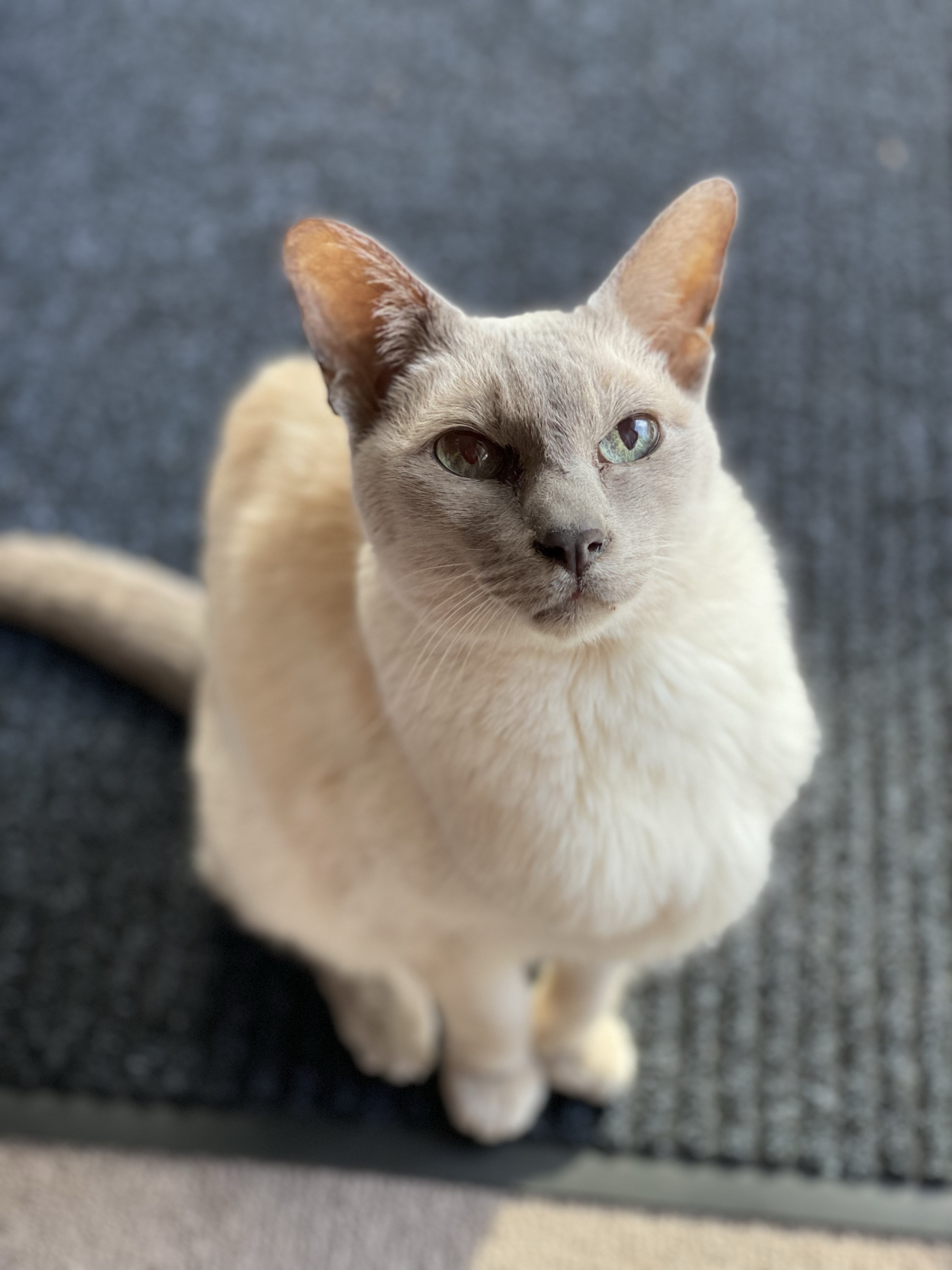 Sissy, the lilac point Tonkinese cat, looks up at the camera