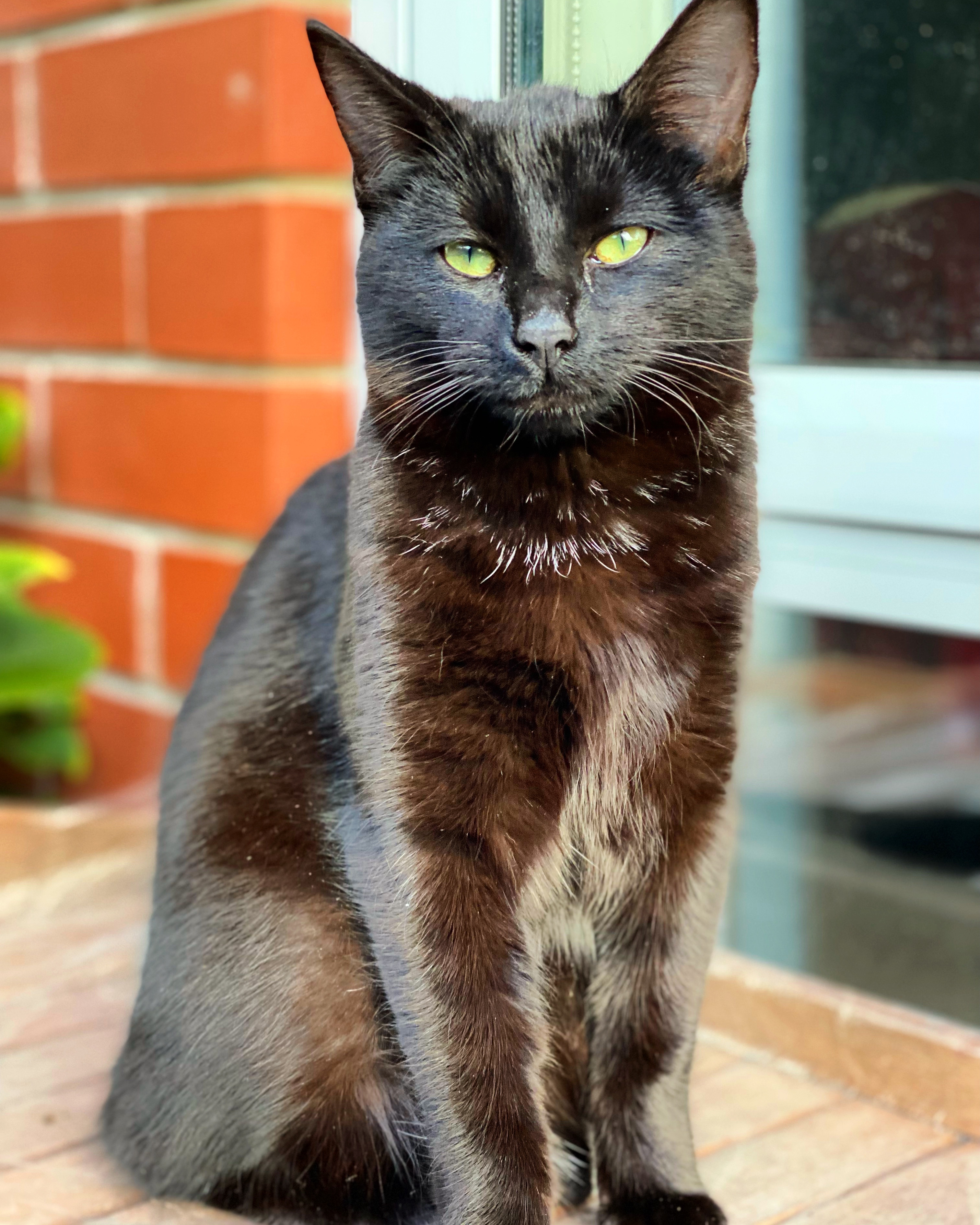 Twinkle the black kitten with green eyes sits up and looks at the camera