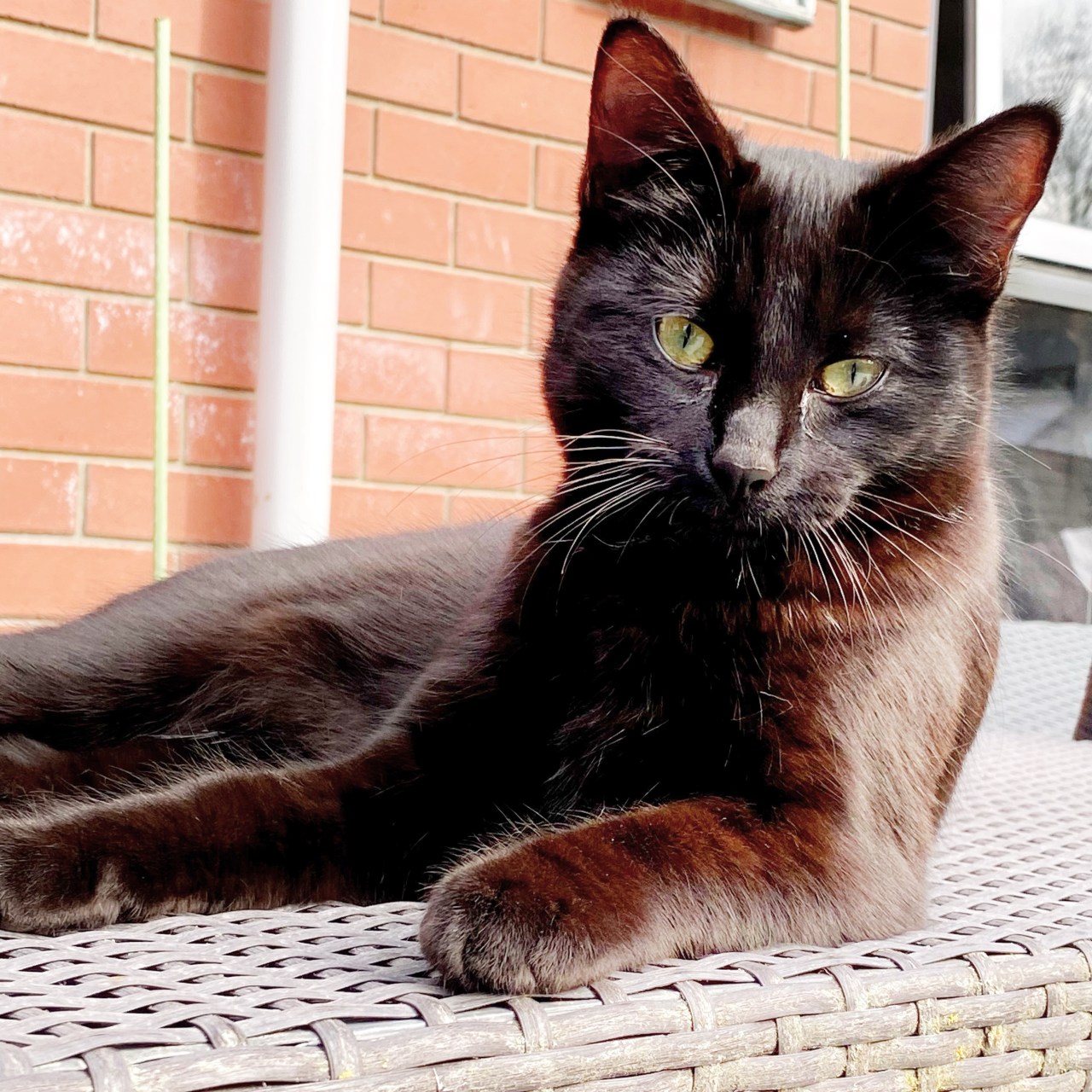 Twinkle the kitten (black fur with brown tinges, green-yellow eyes) leans on a faux-wicker outside table