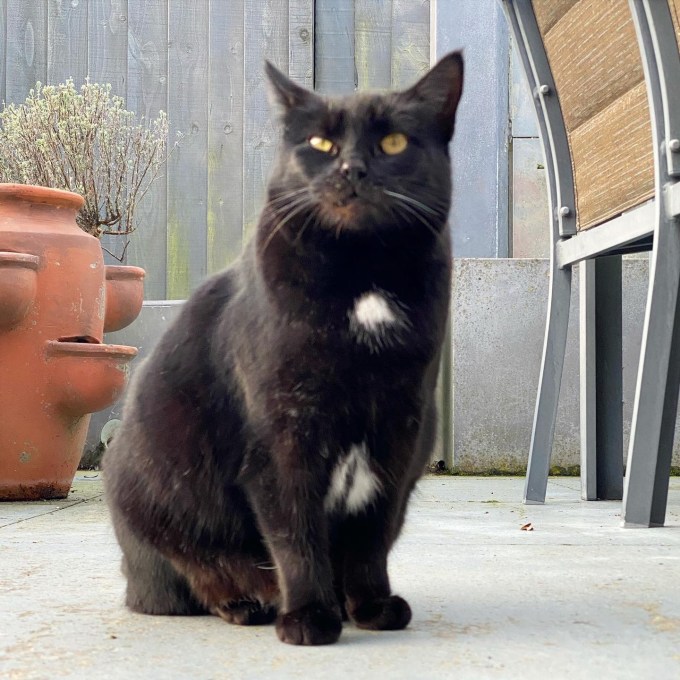 Star the black cat with a white patch on her chest sits on the patio in the late afternoon