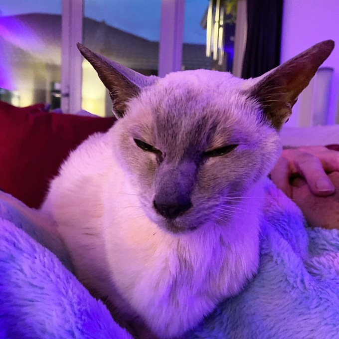 Lilac point Tonkinese cat looking sleepy, laying on her blanket