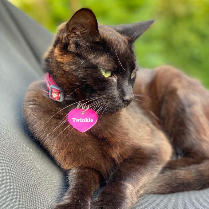 Black / brown 1 year old cat laying on a barbeque cover with a pink heart-shaped name tag saying "Twinkle"