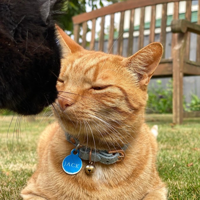 Black cat is almost touching noses ("booping") with a ginger cat