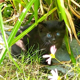 Black kitten with blue eyes sitting on a concrete curb in the garden