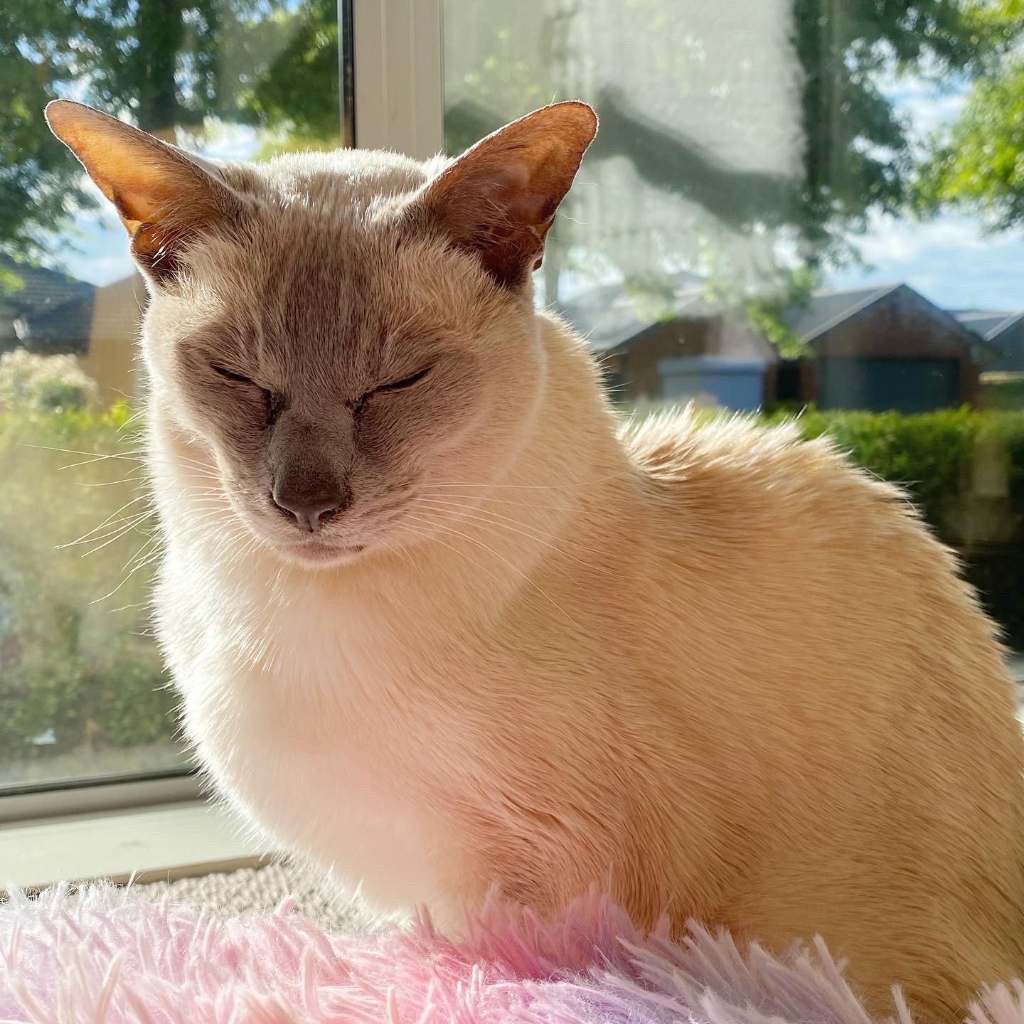Lilac point Tonkinese cat with her eyes closed and smiling as she sits in the sun