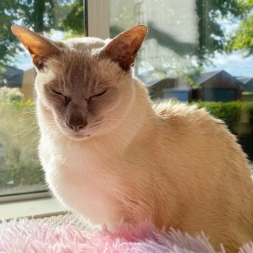 Lilac point Tonkinese cat with her eyes closed and smiling as she sits in the sun