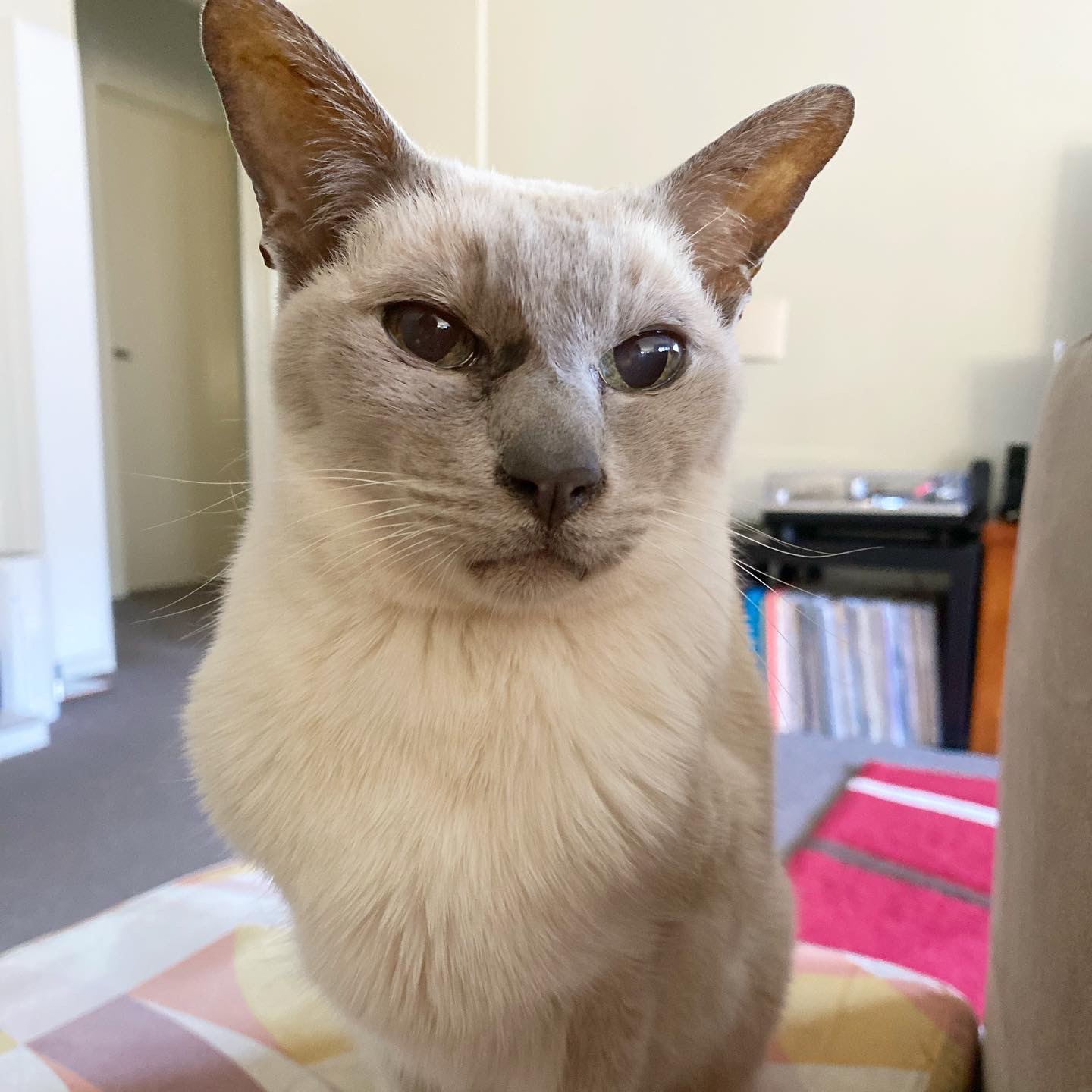 Lilac point Tonkinese cat sitting on an ottoman, enjoying the heater