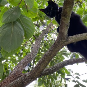 Black oriental mix cat stands on a branch in a persimmon tree and looks down at the camera