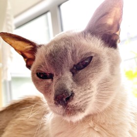 Lilac point Tonkinese cat looking content