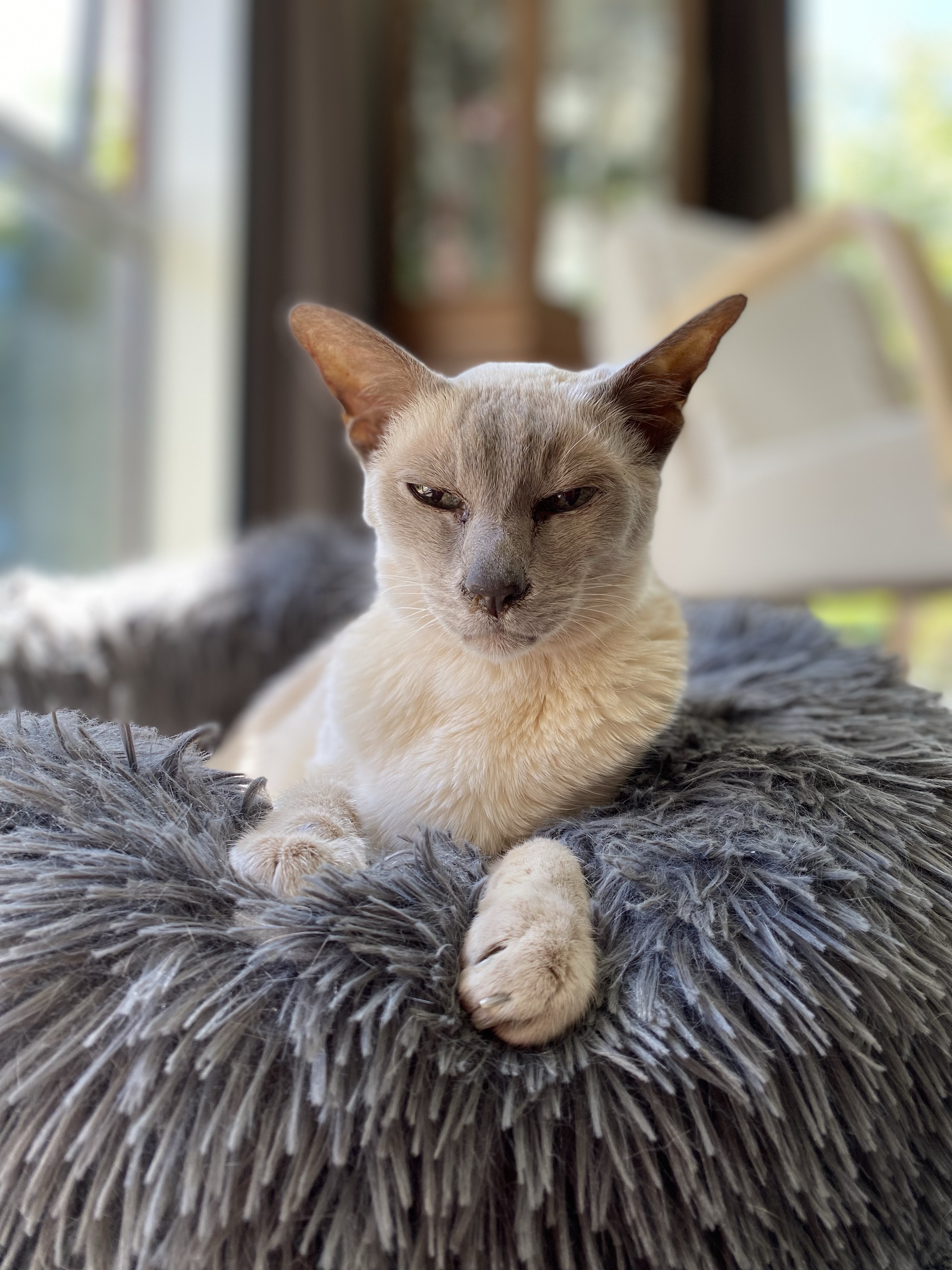 Lilac point Tonkinese cat laying in her fluffy blue bed with the sun on her