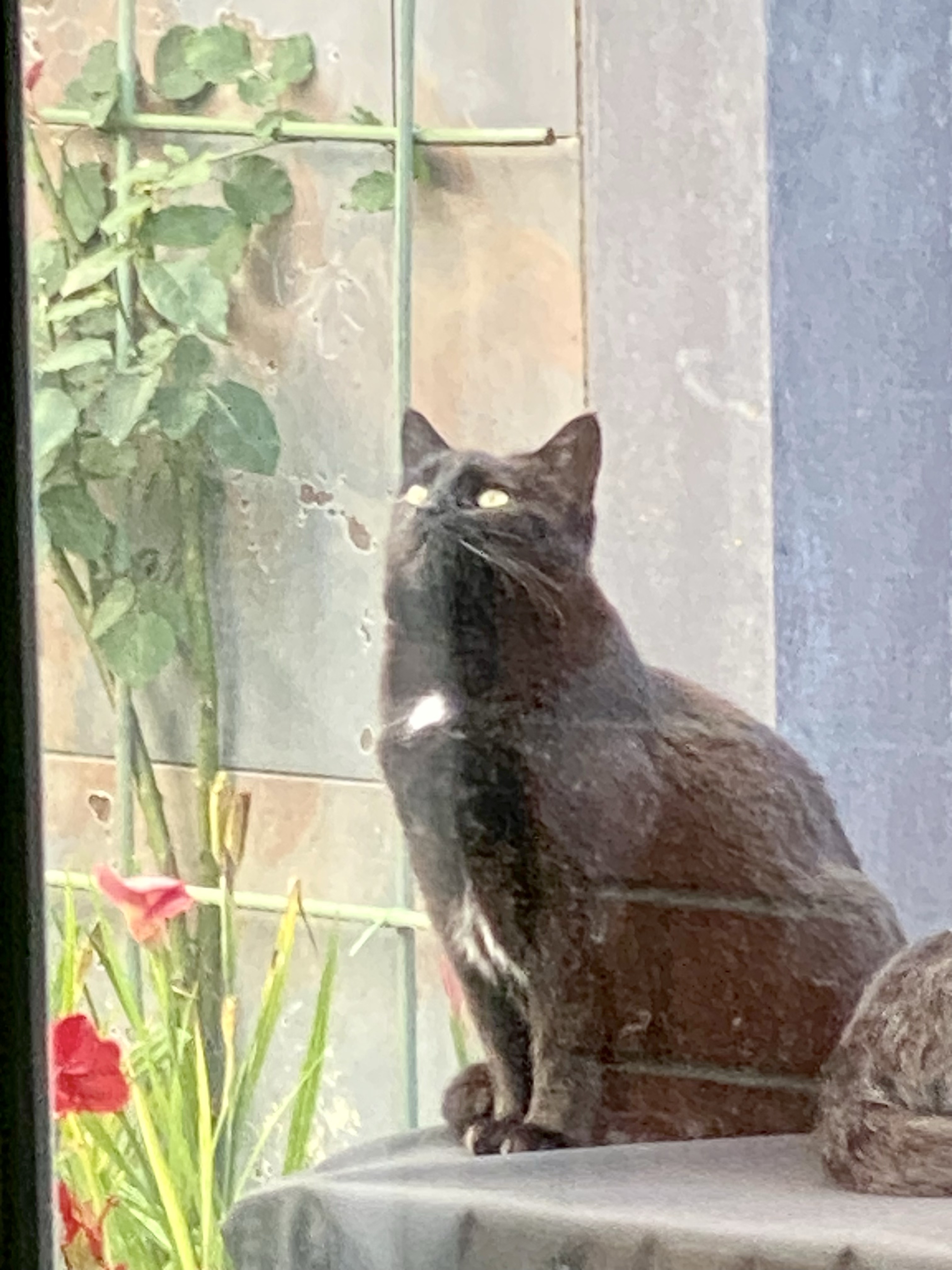 Black cat with white patch on chest watches the sky