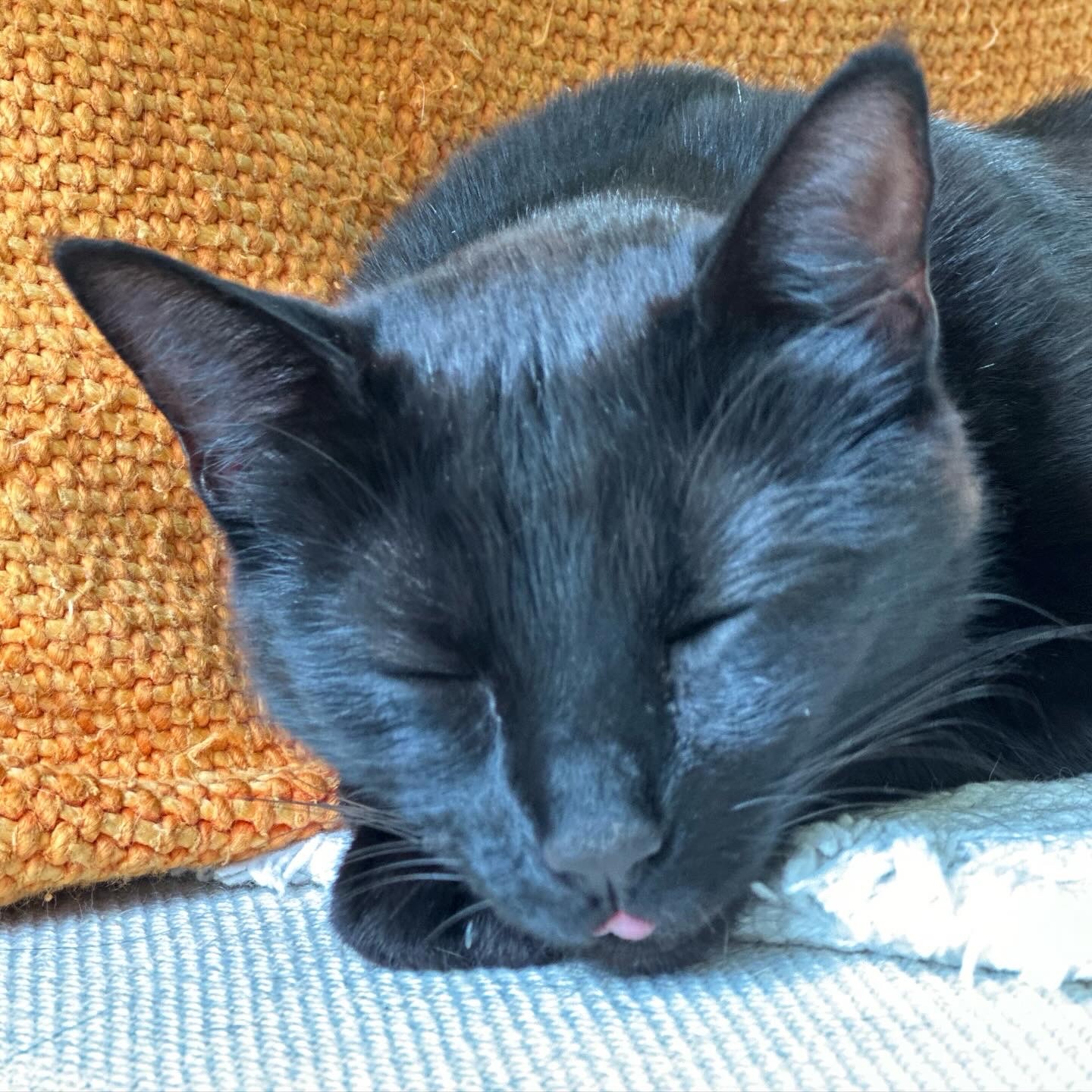 Black Bombay cat asleep with her tongue sticking out slightly