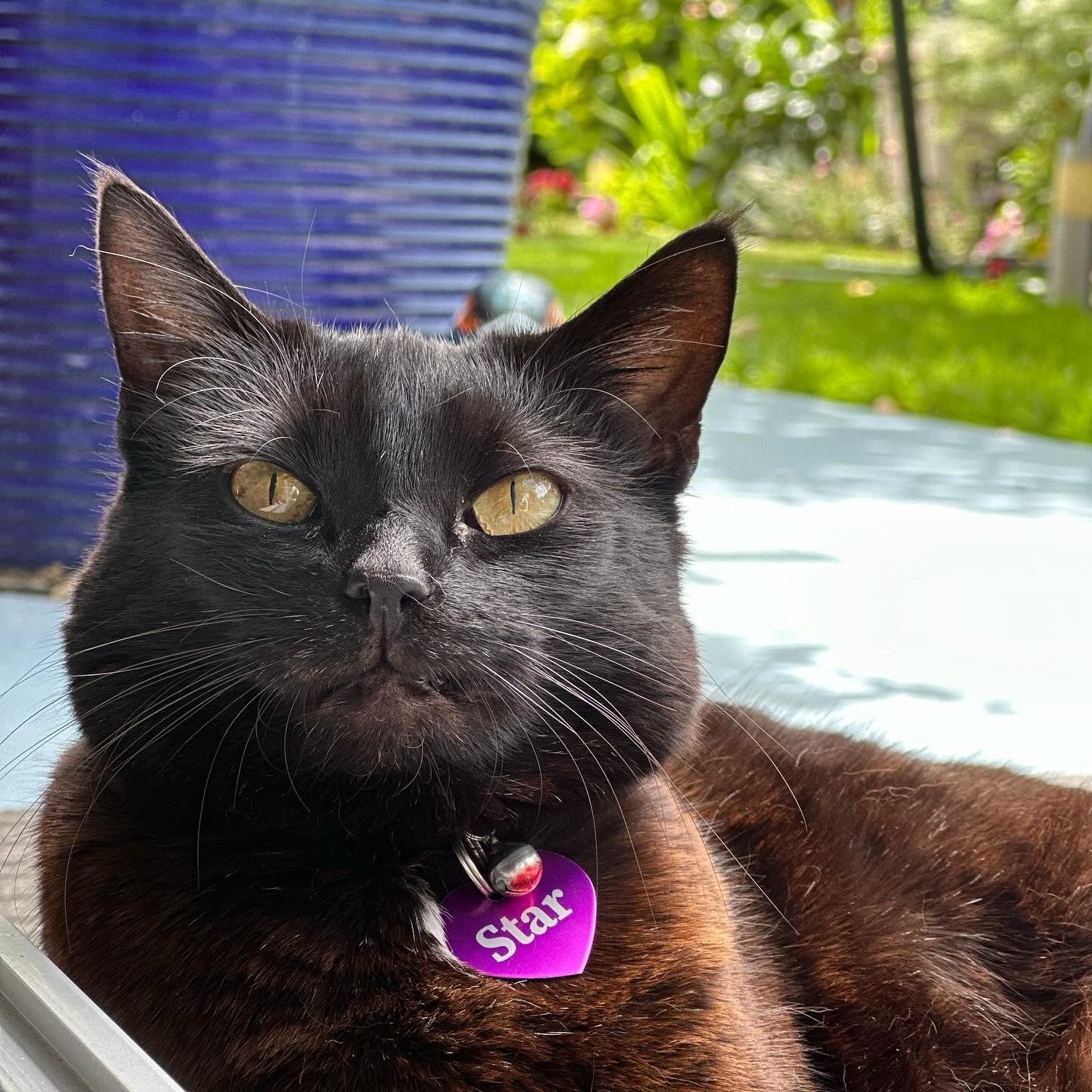 Black Bombay cat with purple tag half-awake laying down, looking at the camera