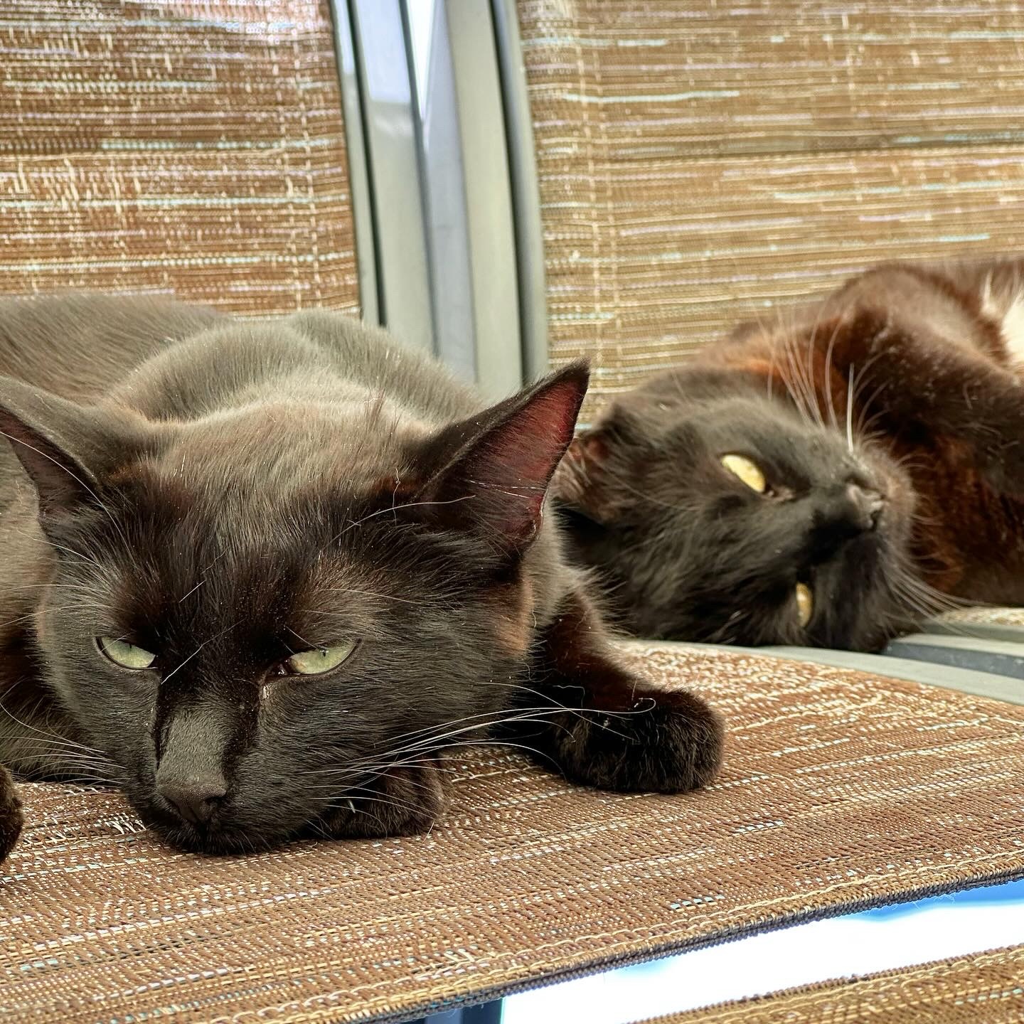 Two black Bombay cats laying on chairs under a glass table