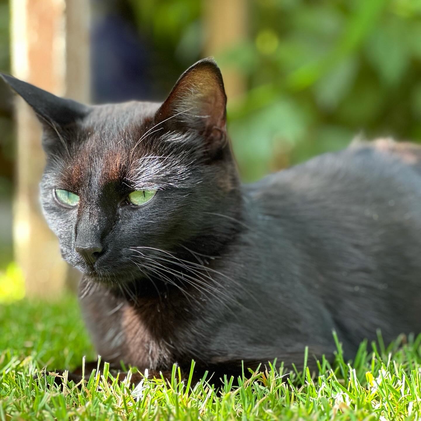 A black Bombay cat laying in the grass