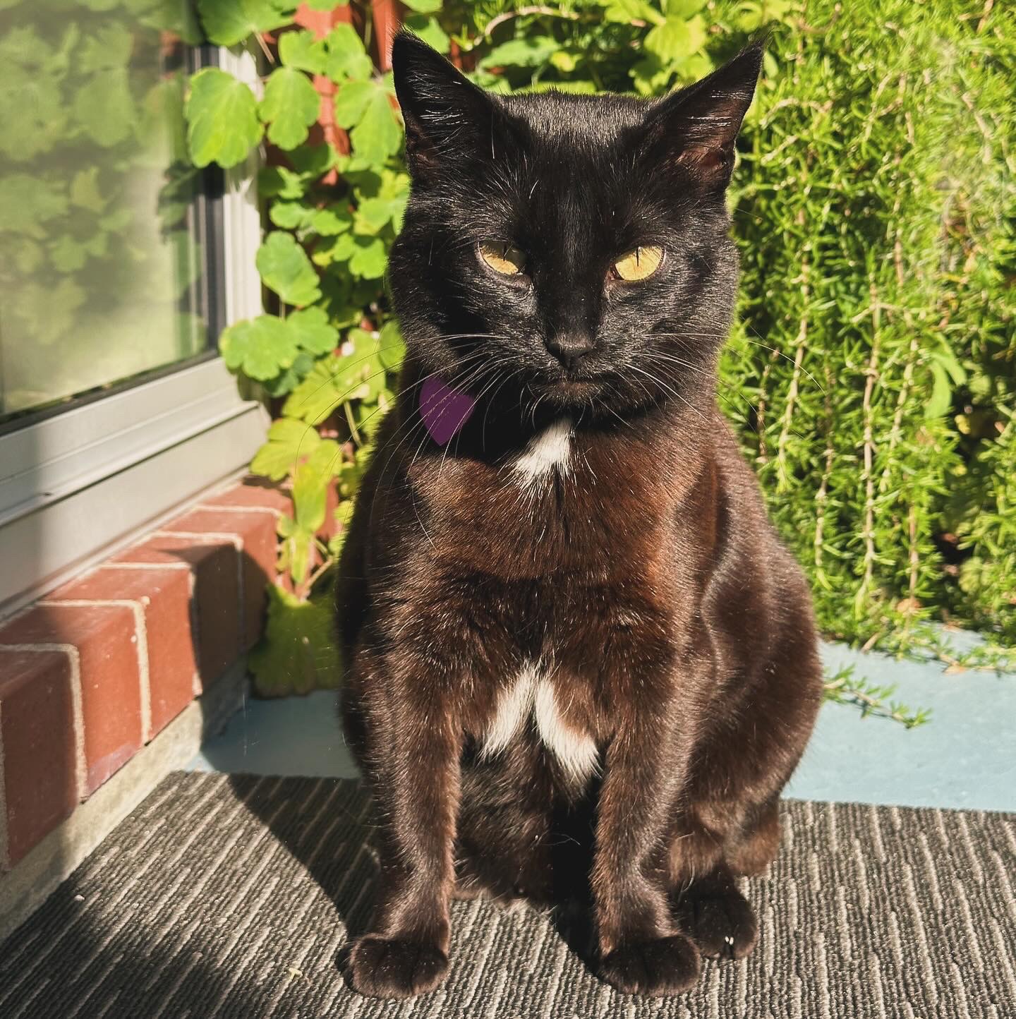 Golden-eyed Bombay cat looking grumpy while sitting on a patio carpet