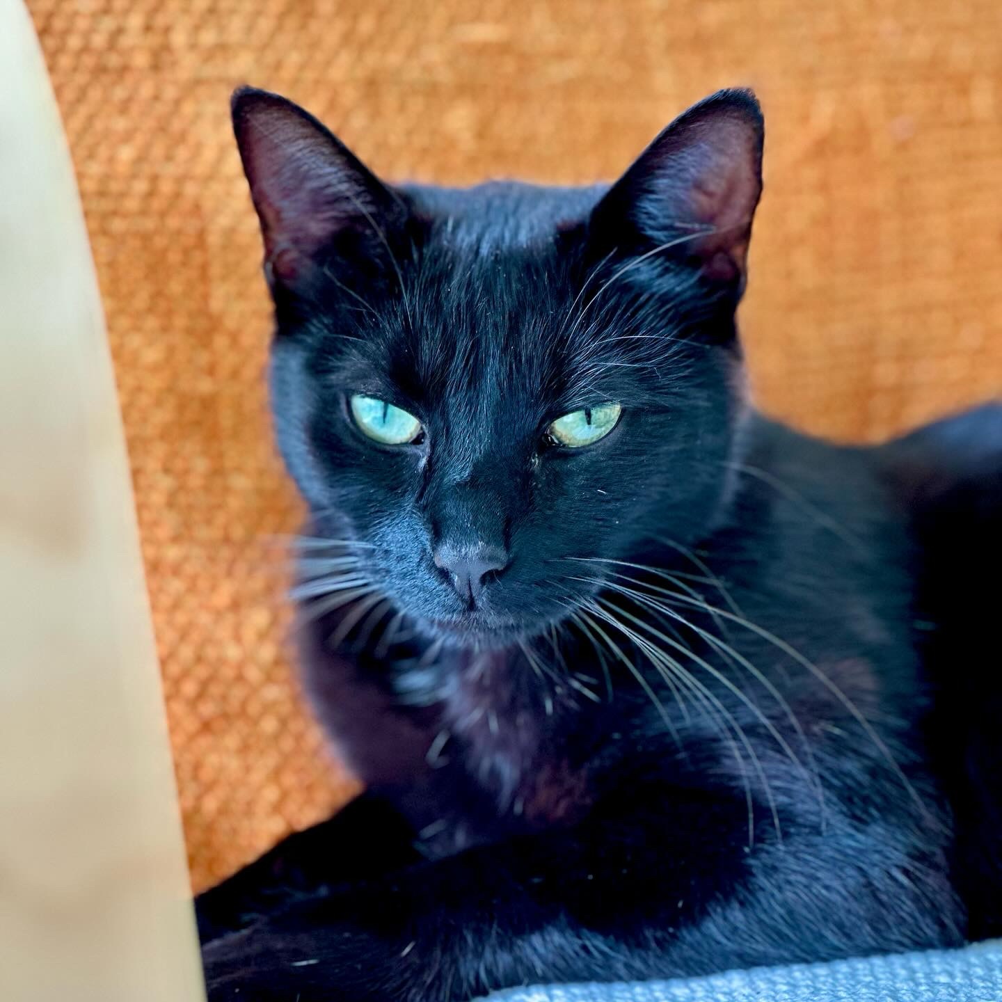 Bombay cat laying on a blanket with an orange cushion behind her