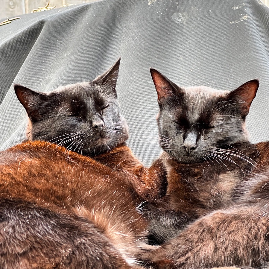 Two black Bombay cats cuddling and sleeping on a BBQ cover