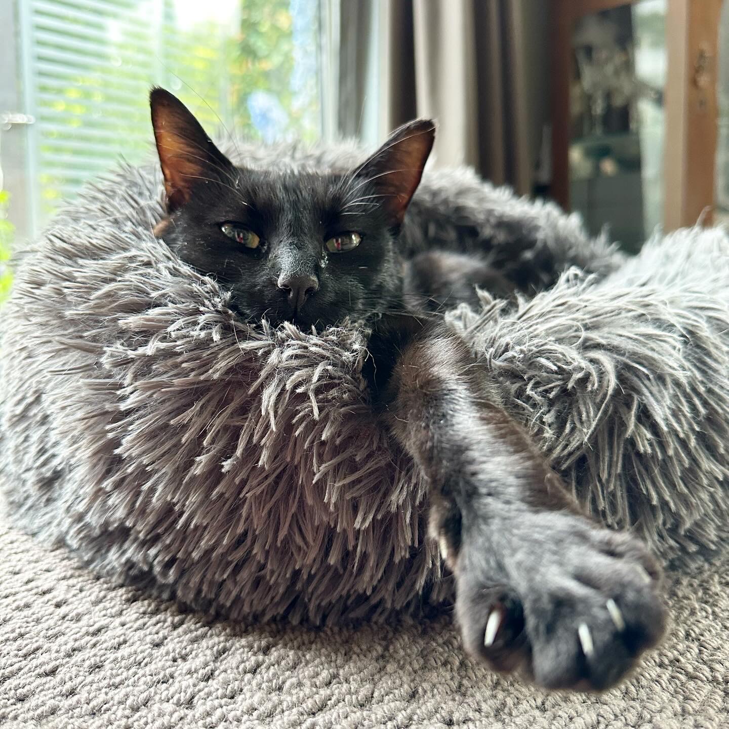 Green-eyed Bombay cat lying in her fluffy gray pet bed, stretches a paw out