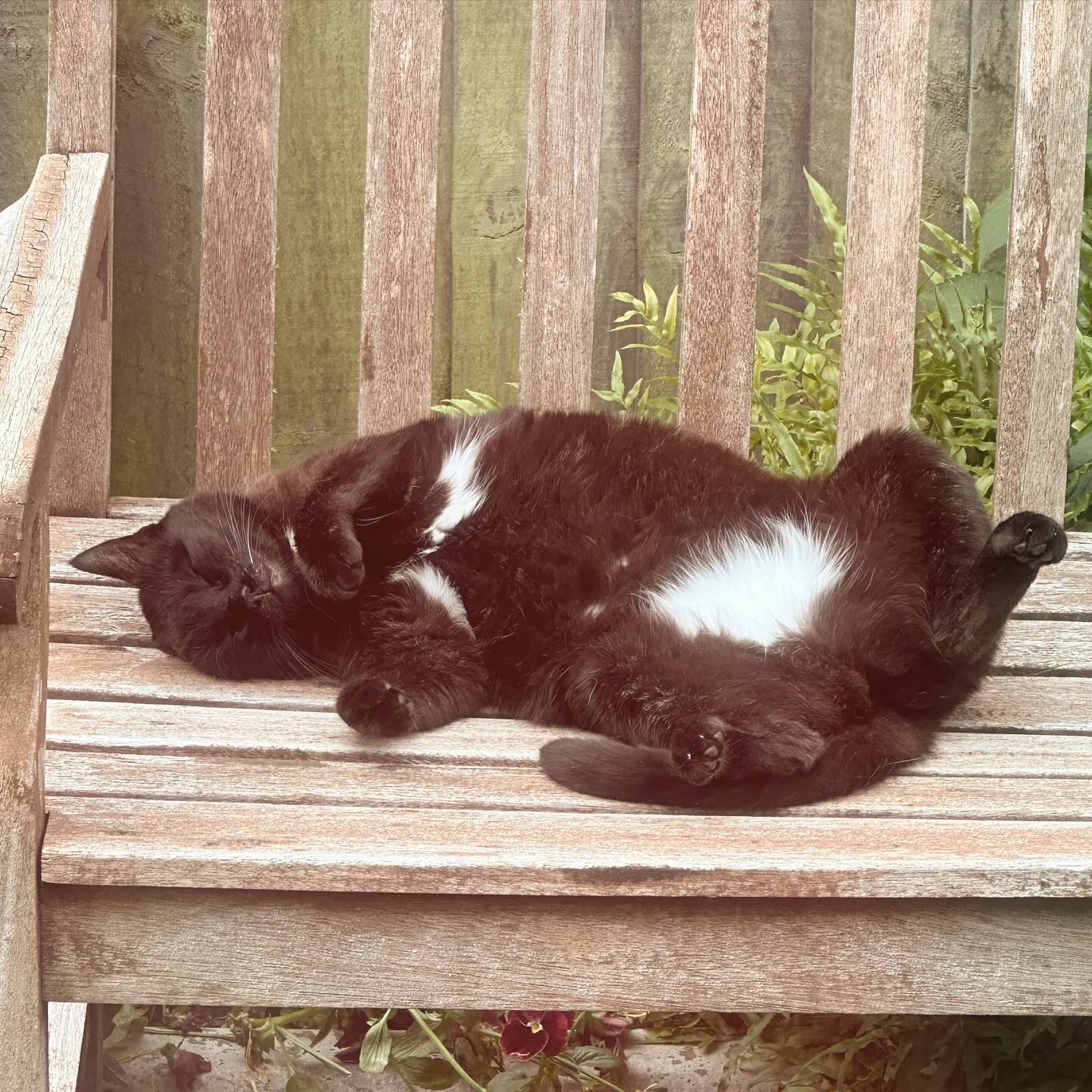 A Bombay cat with a "white bikini" fur shape on her belly lies on her back on a wooden bench