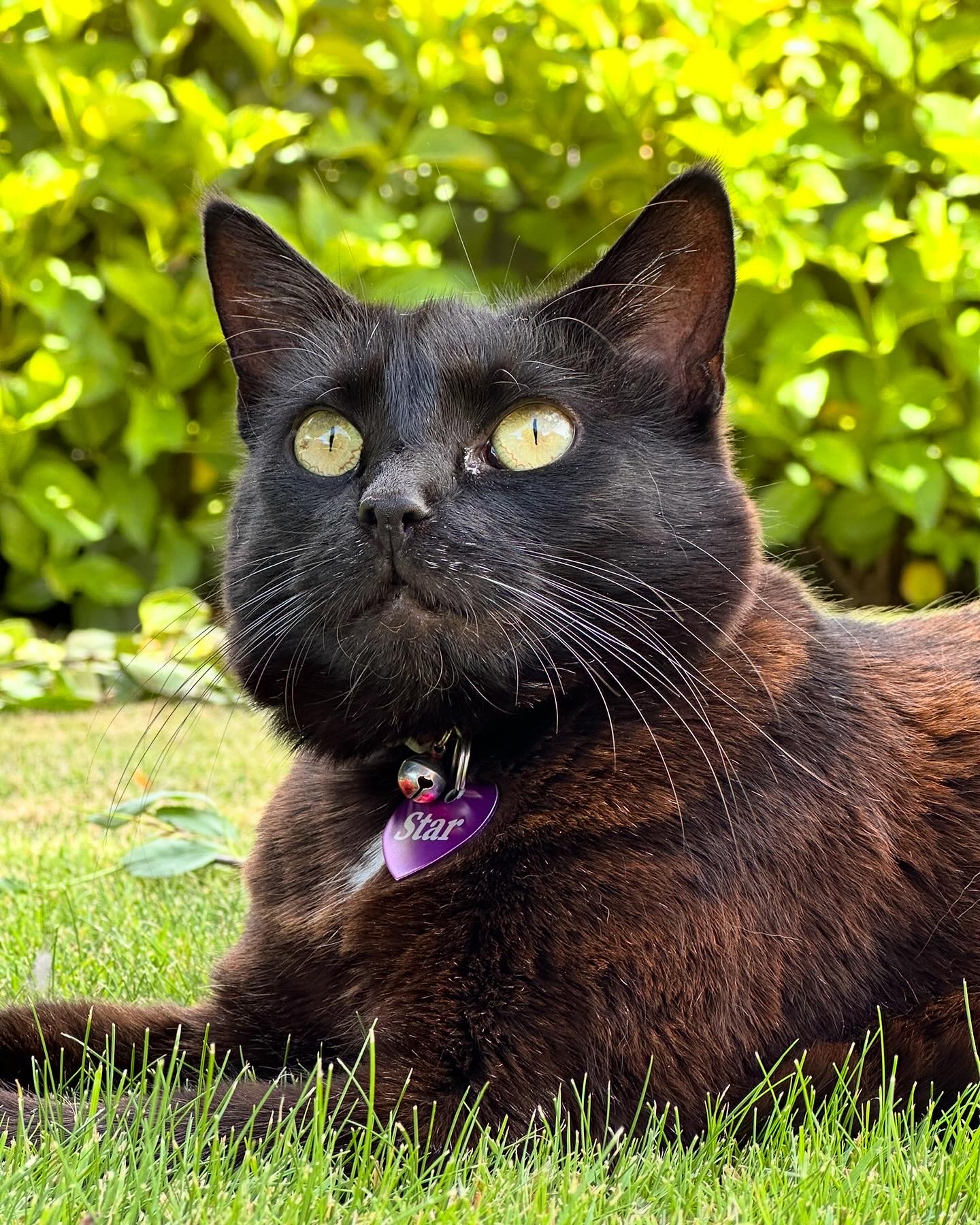 Golden-eyed Bombay cat lying on a green lawn, looking pensive