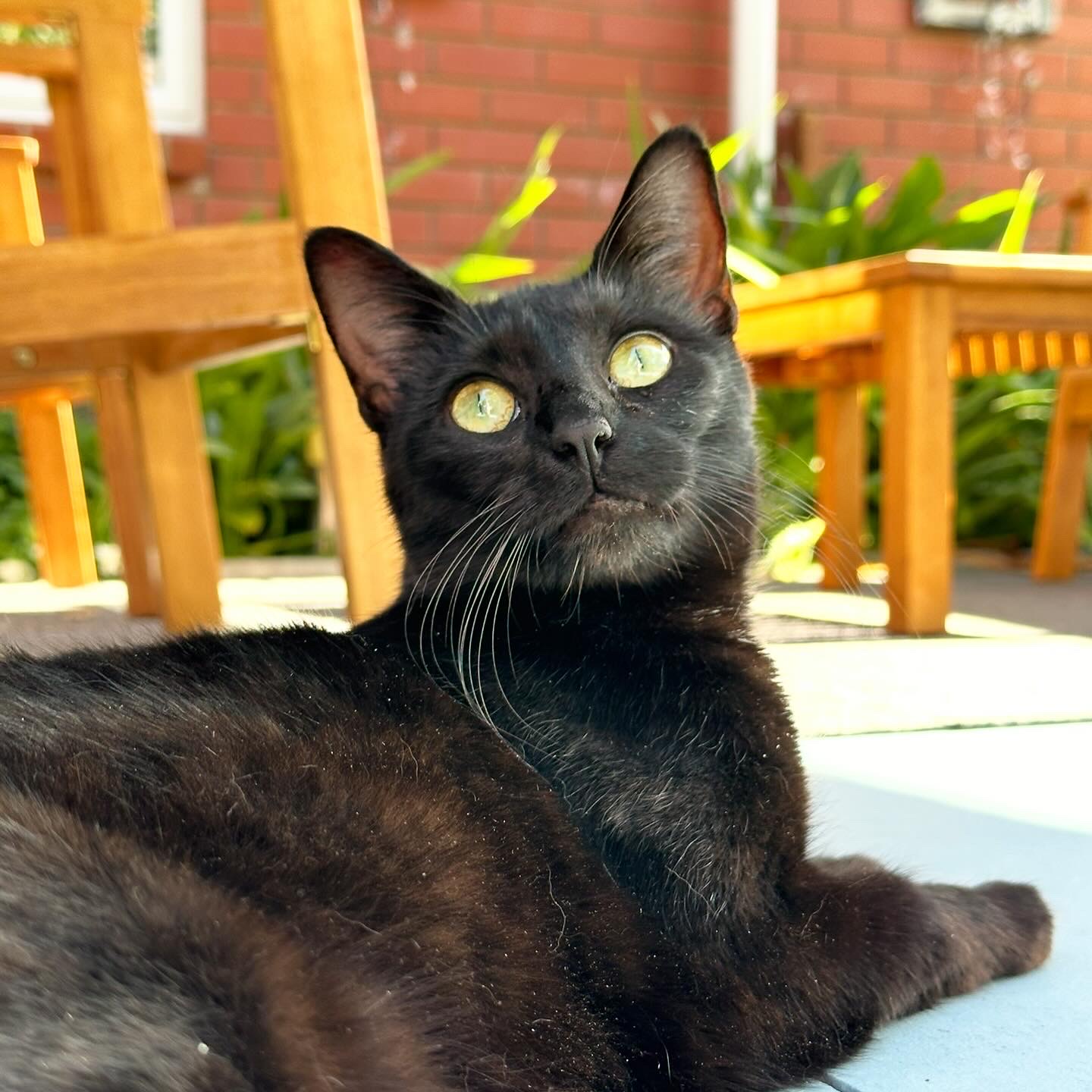 A green-eyed Bombay cat lies on the patio pavement, looking up