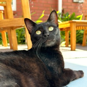 A green-eyed Bombay cat lies on the patio pavement, looking up
