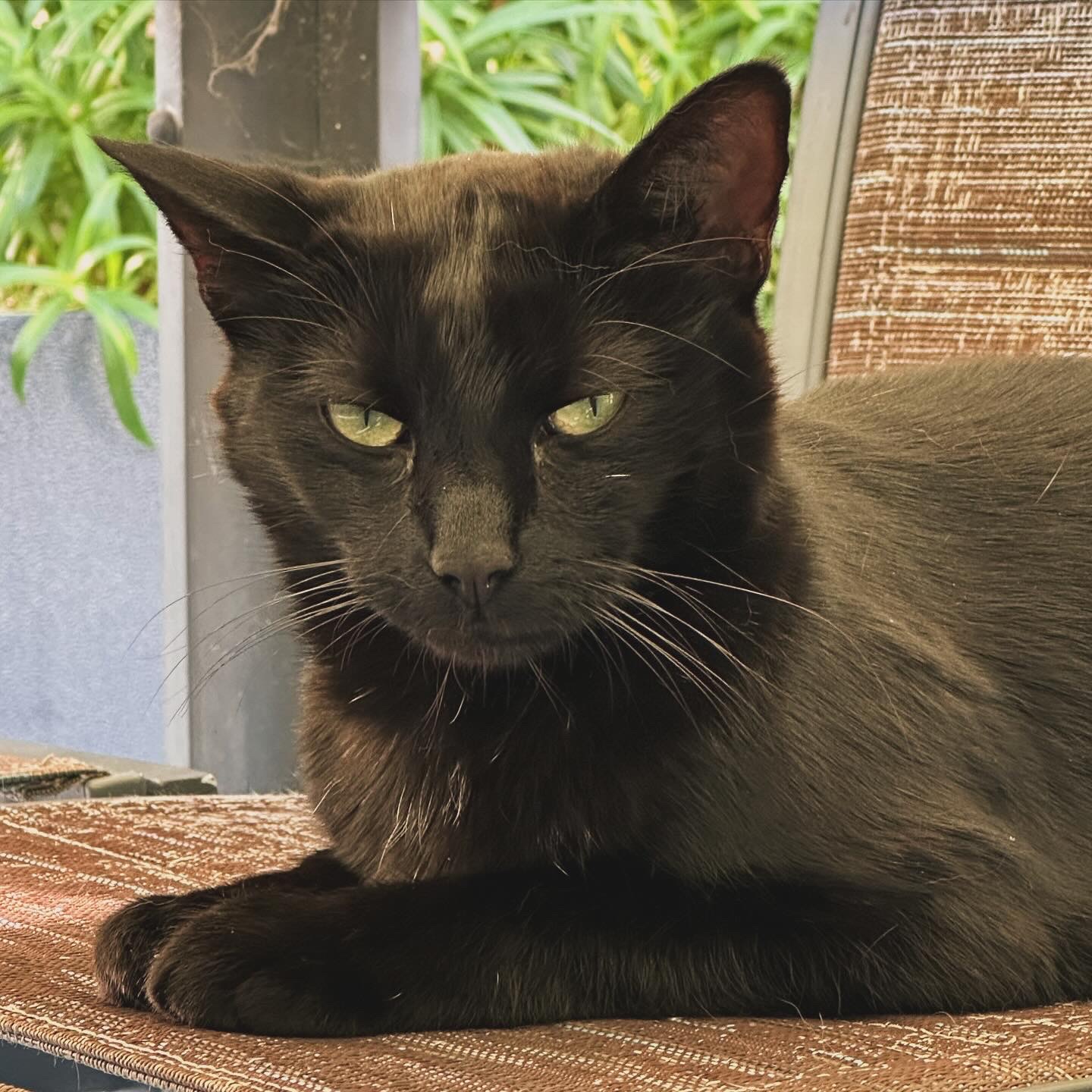 A green-eyed Bombay cat lying down on an outdoor patio chair, looking unimpressed