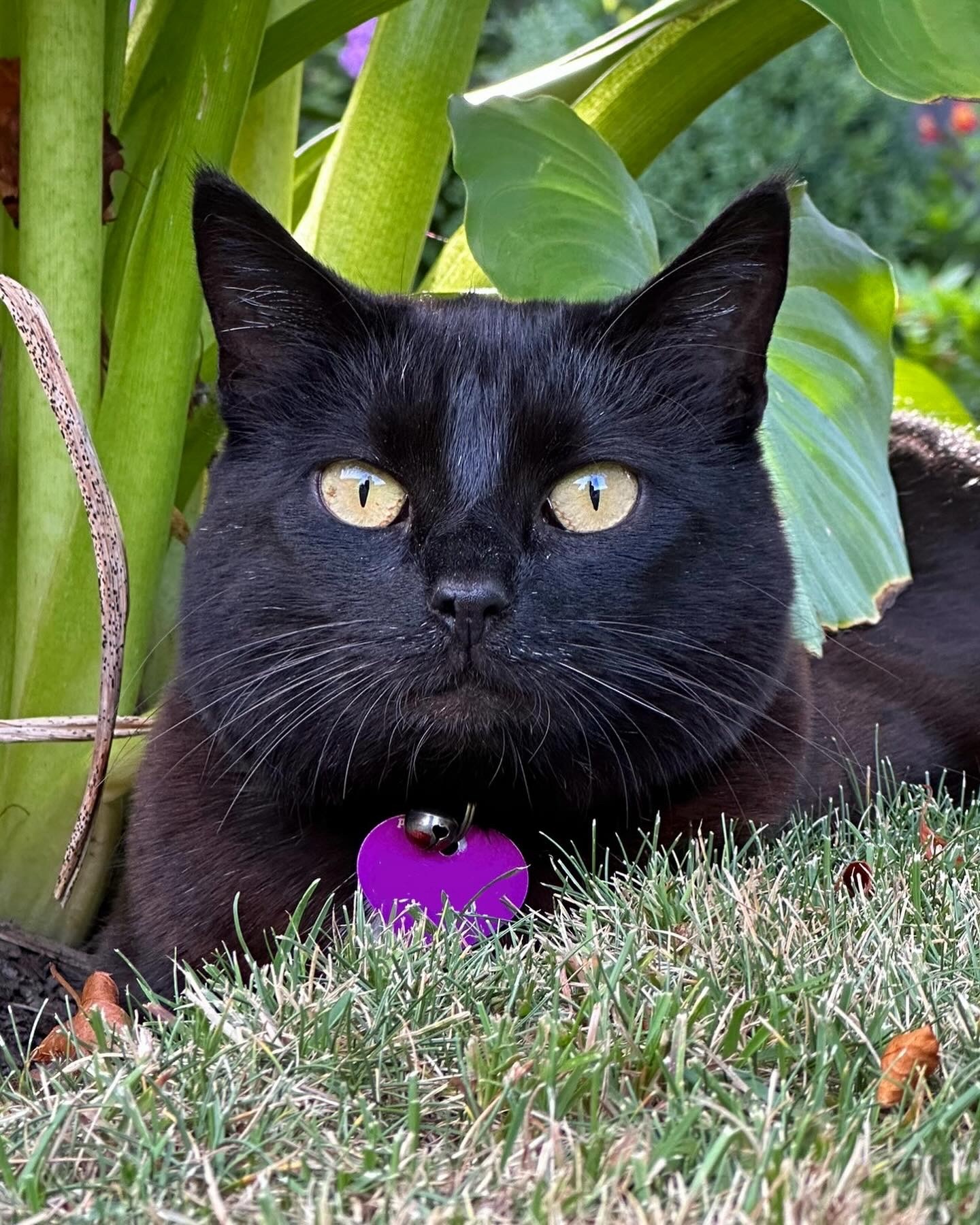 A black Bombay cat lays on grass under a plant