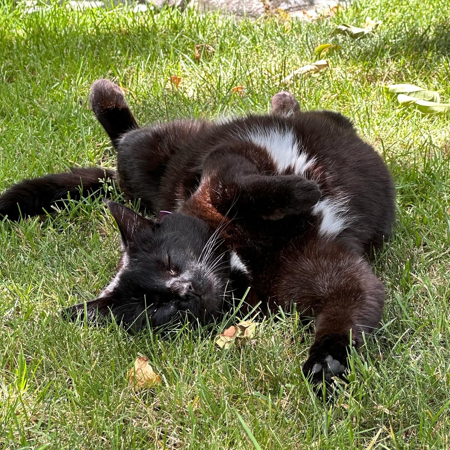 A black Bombay cat rolling on her back, exposing the white fur bits on her chest