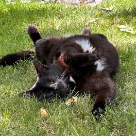 A black Bombay cat rolling on her back, exposing the white fur bits on her chest