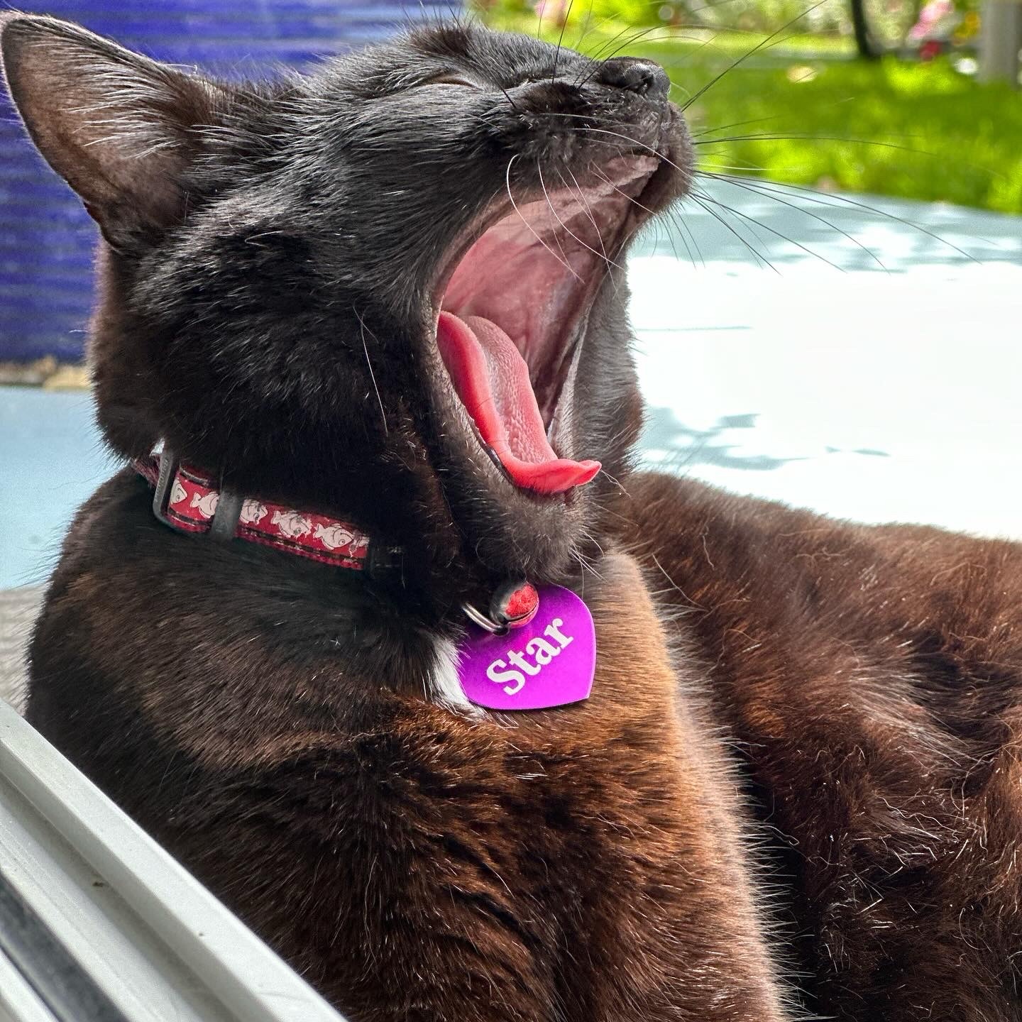 Black Bombay cat with purple tag half-awake yawning