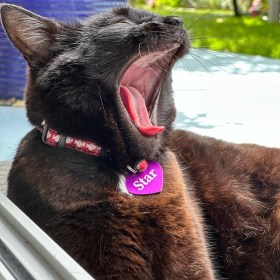 Black Bombay cat with purple tag half-awake yawning