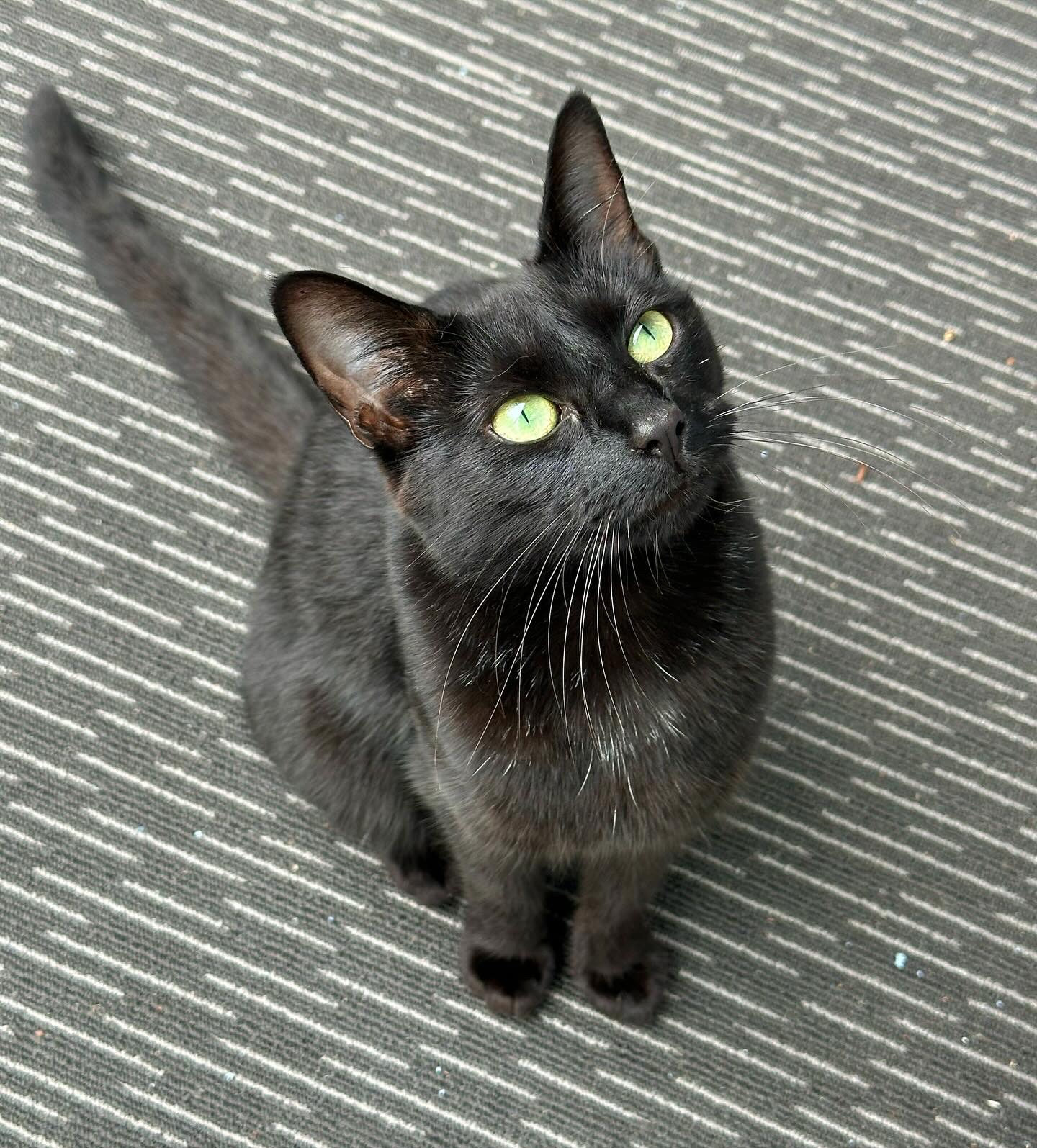 A green-eyed Bombay cat looks up while sitting on an outdoor carpet
