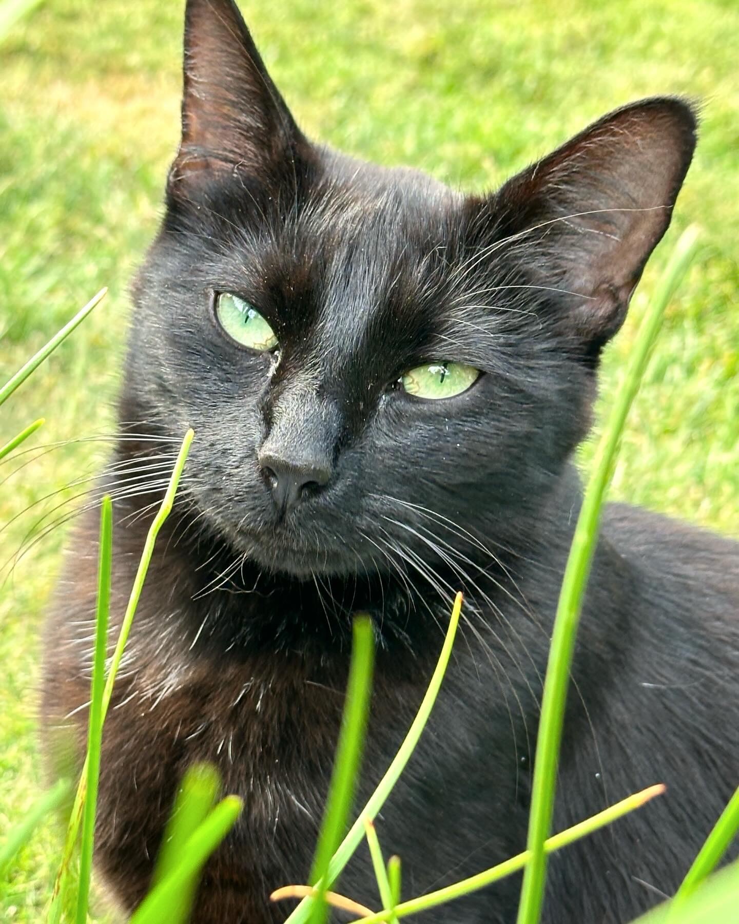 Bombay cat sitting on grass, looking content