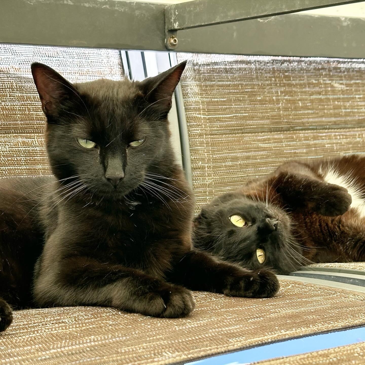 Two black Bombay cats laying on chairs under a glass table