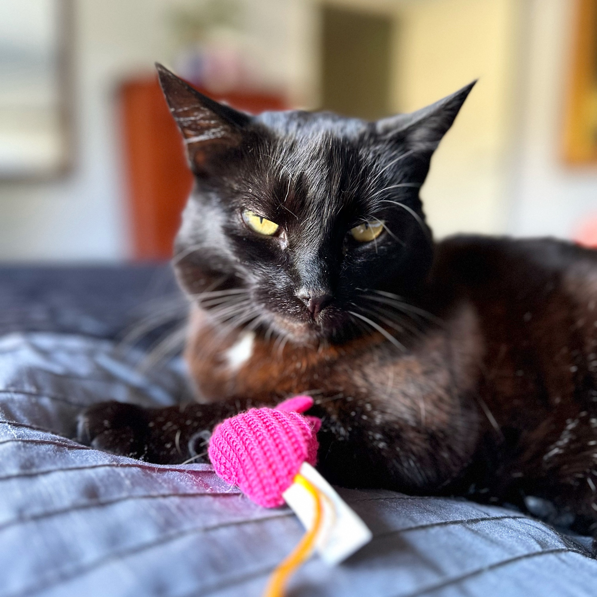 A black Bombay cat lays on a bed with her pink woven toy mouse