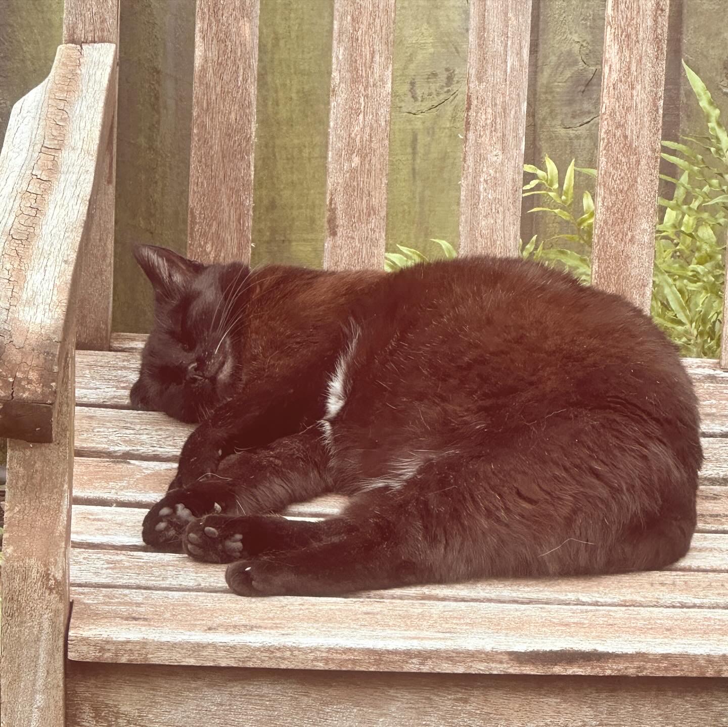 A Bombay cat lies asleep on her side on a wooden bench, a smile on her face