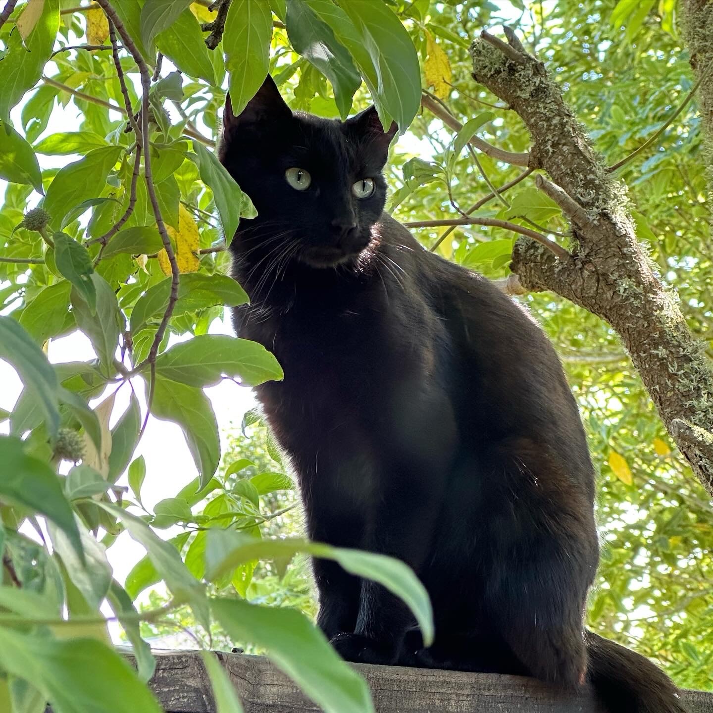 A black Bombay cat sitting on a fence rail with a green tree framing her