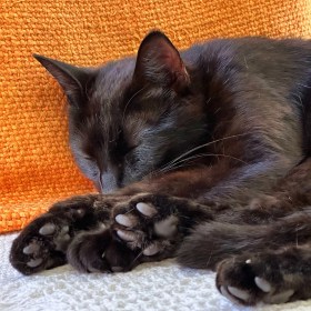 Black Bombay cat sleeping on a white blanket with an orange pillow behind her