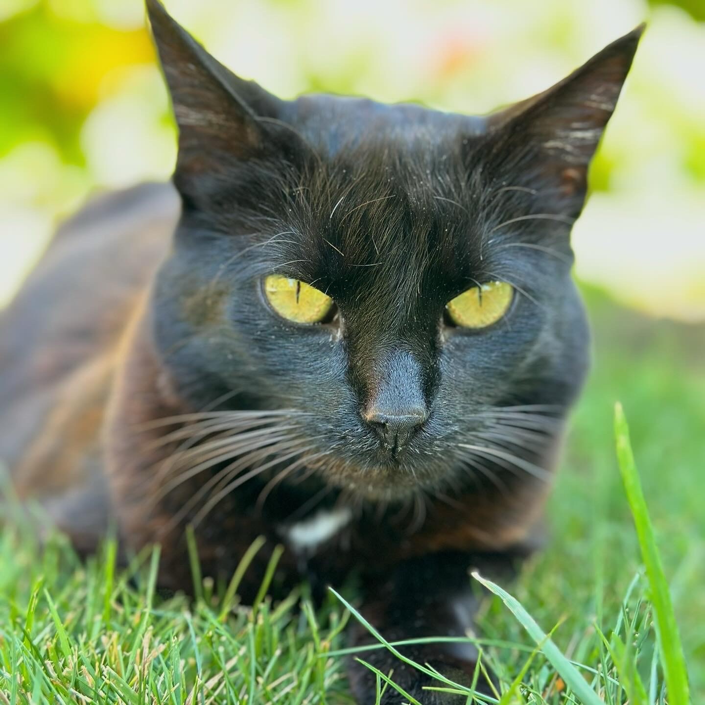Golden-eyed Bombay cat laying in green grass