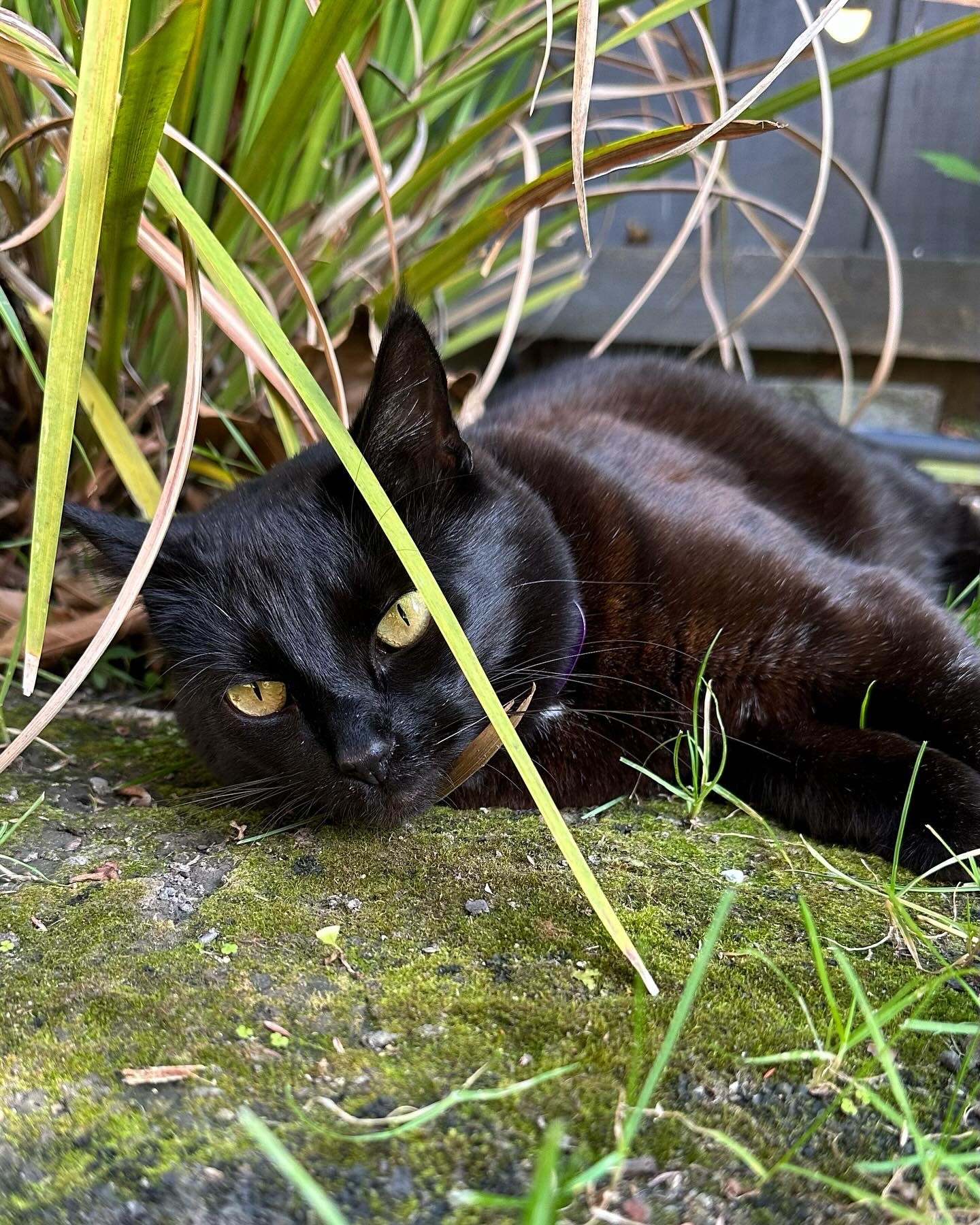 A black Bombay cat lays on the grass amongst the plants