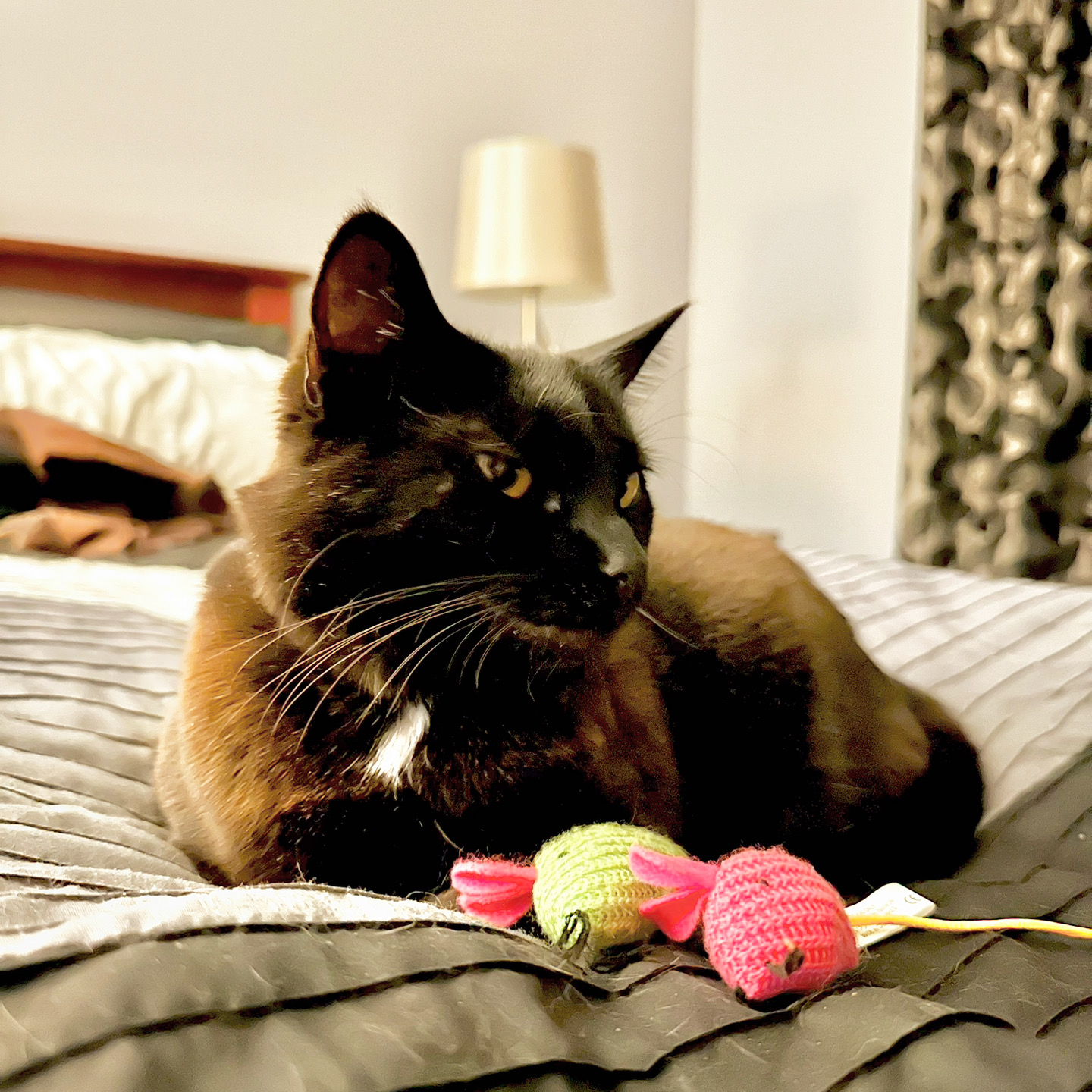 A golden-eyed Bombay cat lies on the bed with a neon green toy mouse and a bright pink toy mouse