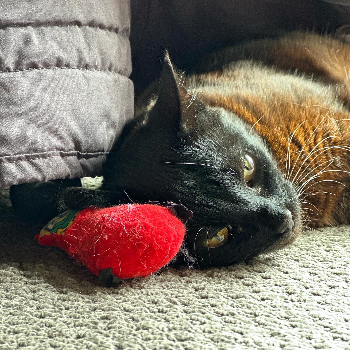 Golden-eyed Bombay cat rests her head on a red Snugglebugz cat toy on gray carpeting