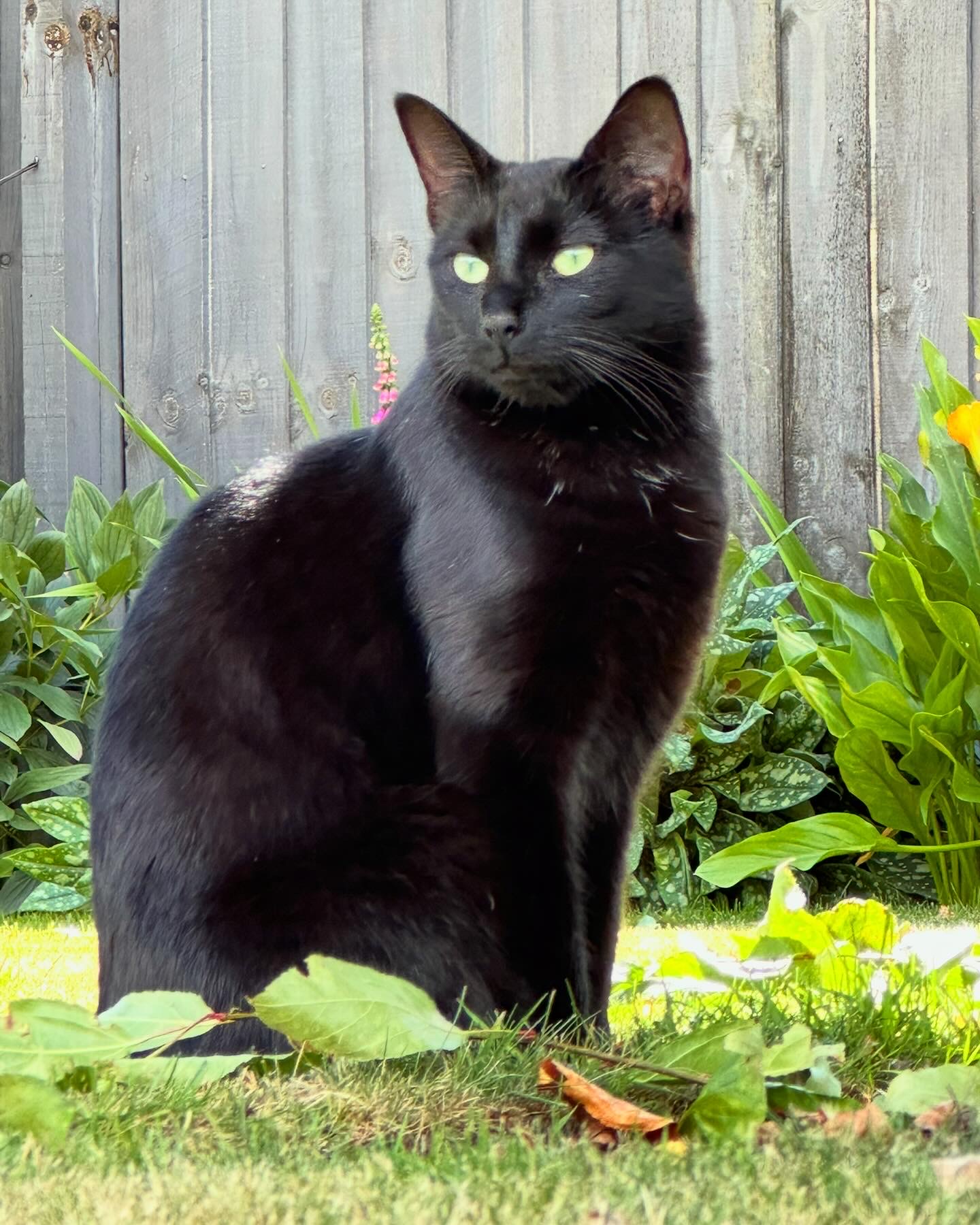 Green-eyed Bombay cat sitting on a grass lawn, looking at something in the distance